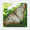 Suche nach tropischer schmetterling magnete Exotisch