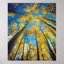 Suche nach 2 bäume poster Aspen