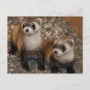 Suche nach frettchen postkarten Tiere