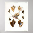 Suche nach schnecke poster Muscheln