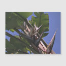 Suche nach tropische vögel magnete Fotografie