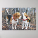 Suche nach beagles poster Jagd