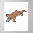 Suche nach platypus poster Australie