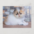 Suche nach persian postkarten Haustier