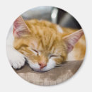 Suche nach kitten magnete Orange