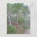 Suche nach tree bark poster Baum