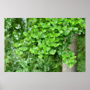Suche nach ginkgo biloba kunst Blätter