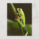 Suche nach rote augen postkarten Wild