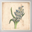 Suche nach vintage blumenillustration poster Botanisch