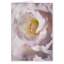 Suche nach friedensrose Blume