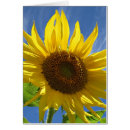 Suche nach sonniger himmel postkarten Sonnenblume