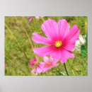 Suche nach cosmos poster Natur