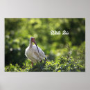Suche nach ibis poster Tierwelt