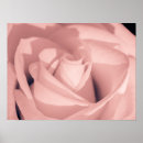 Suche nach rosenblüte poster Romantisch