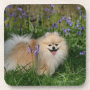 Suche nach loulou untersetzer Stehend