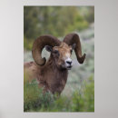 Suche nach widder poster Schaf