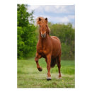 Suche nach isländisch kunst Ponys