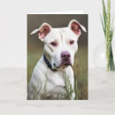 Suche nach pitbull welpen karten Haustier