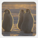 Suche nach kaiserpinguine aufkleber Tier