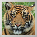 Suche nach tiger foto poster Katze