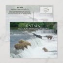 Suche nach braunbär postkarten Katmai nationalpark