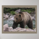 Suche nach grizzlybär poster Tragen