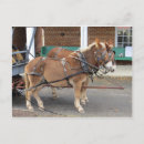 Suche nach maultier postkarten Tiere