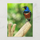 Suche nach starling postkarten Federn