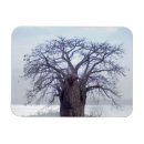 Suche nach baobab magnete Adansonia digitata