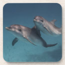 Suche nach delphine untersetzer Natur