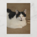 Suche nach katzengeschenke poster Für haustiere