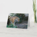Suche nach sibirischer tiger karten Natur