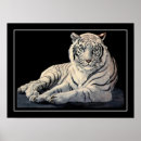 Suche nach schwarz weißer tiger poster Katzen