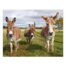 Suche nach drei freunde poster Wild