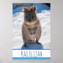 Suche nach quokka poster Für kinder