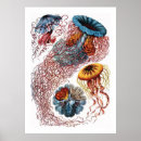 Suche nach haeckel kunst poster Quallen