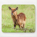 Suche nach antilope mousepads Fotografie