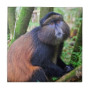 Suche nach affe fliesen Wald