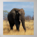 Suche nach african safari poster Elefant