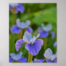 Suche nach botanisch poster Blumenfotografie