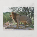 Suche nach panthera löwe postkarten Pflanze