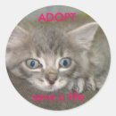 Suche nach retten sie meine katzen aufkleber Kätzchen