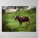 Suche nach pinto poster Pferd