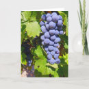 Suche nach trauben karten Weinberg