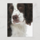 Suche nach english postkarten Hund