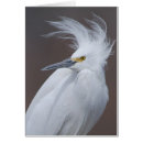Suche nach egretta Vögel