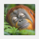 Suche nach orang utans magnete Wild