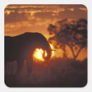 Suche nach botswana aufkleber Safari