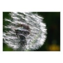 Suche nach taraxacum poster Pflanze