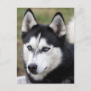 Suche nach zäh postkarten Hund